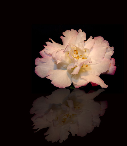 reflection photo