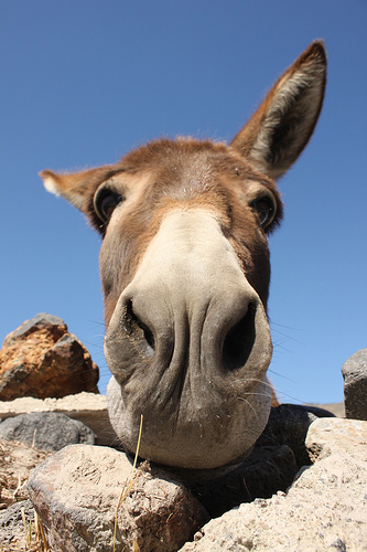 donkey in a hole photo