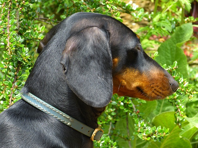 dog  photo