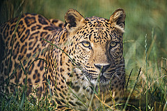 Calm leopard in the grass by Tambako the Jaguar calm photo