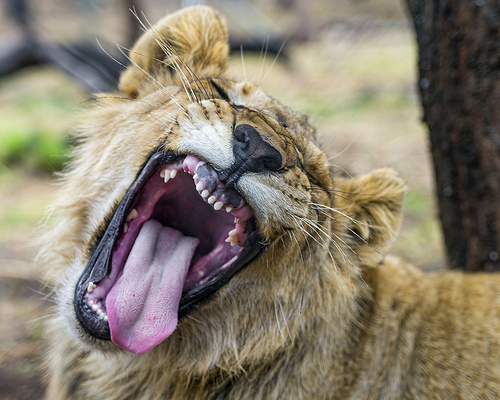 Berlagak Tua , Berlagak Muda