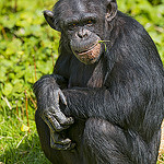 Chimpanzee looking cool by Tambako the Jaguar cool photo